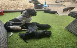 Sprocker dogs for sale: SPROCKER PUPPIES  - Image 1
