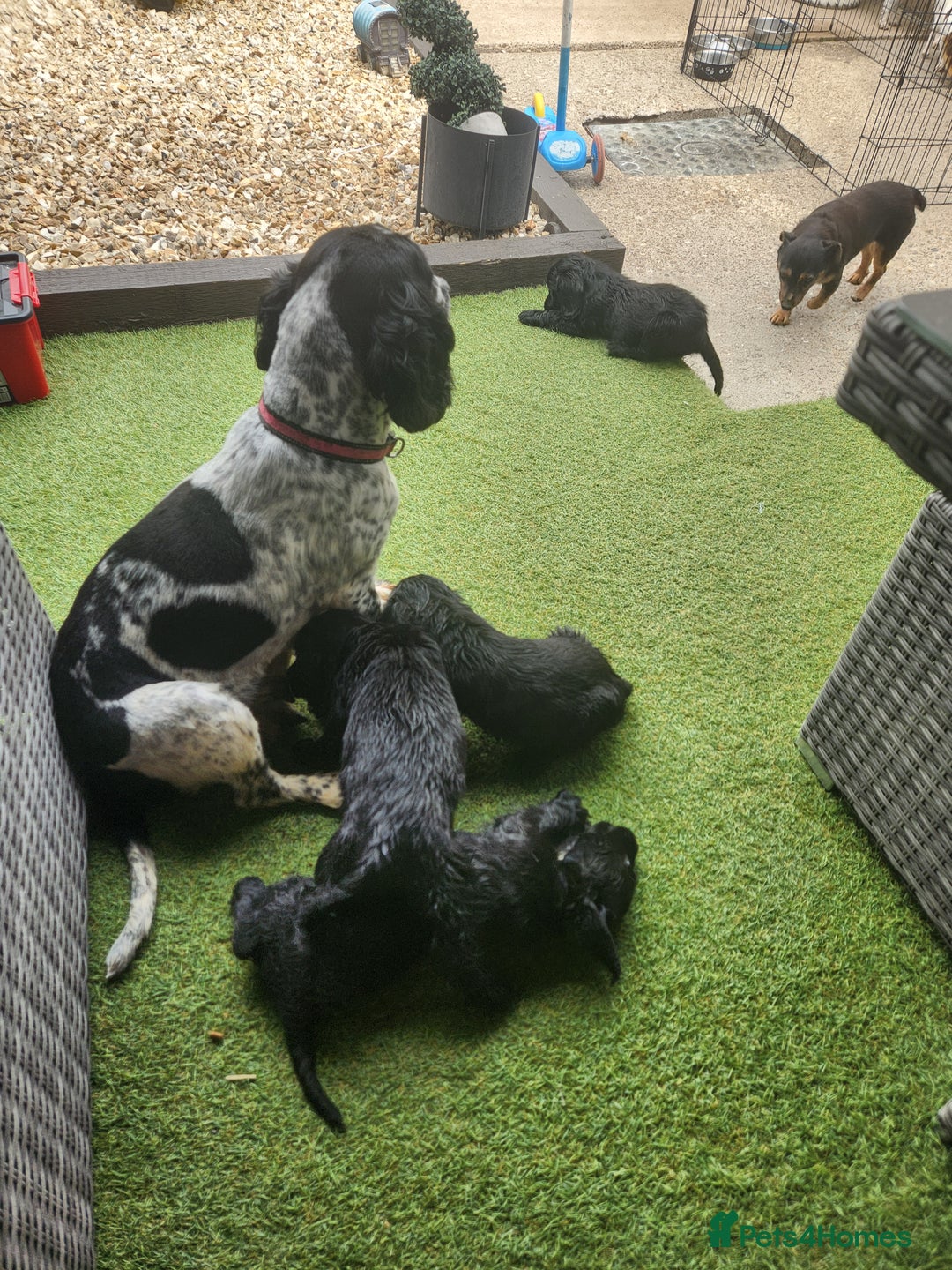 Sprocker dogs for sale: SPROCKER PUPPIES  - Image 1