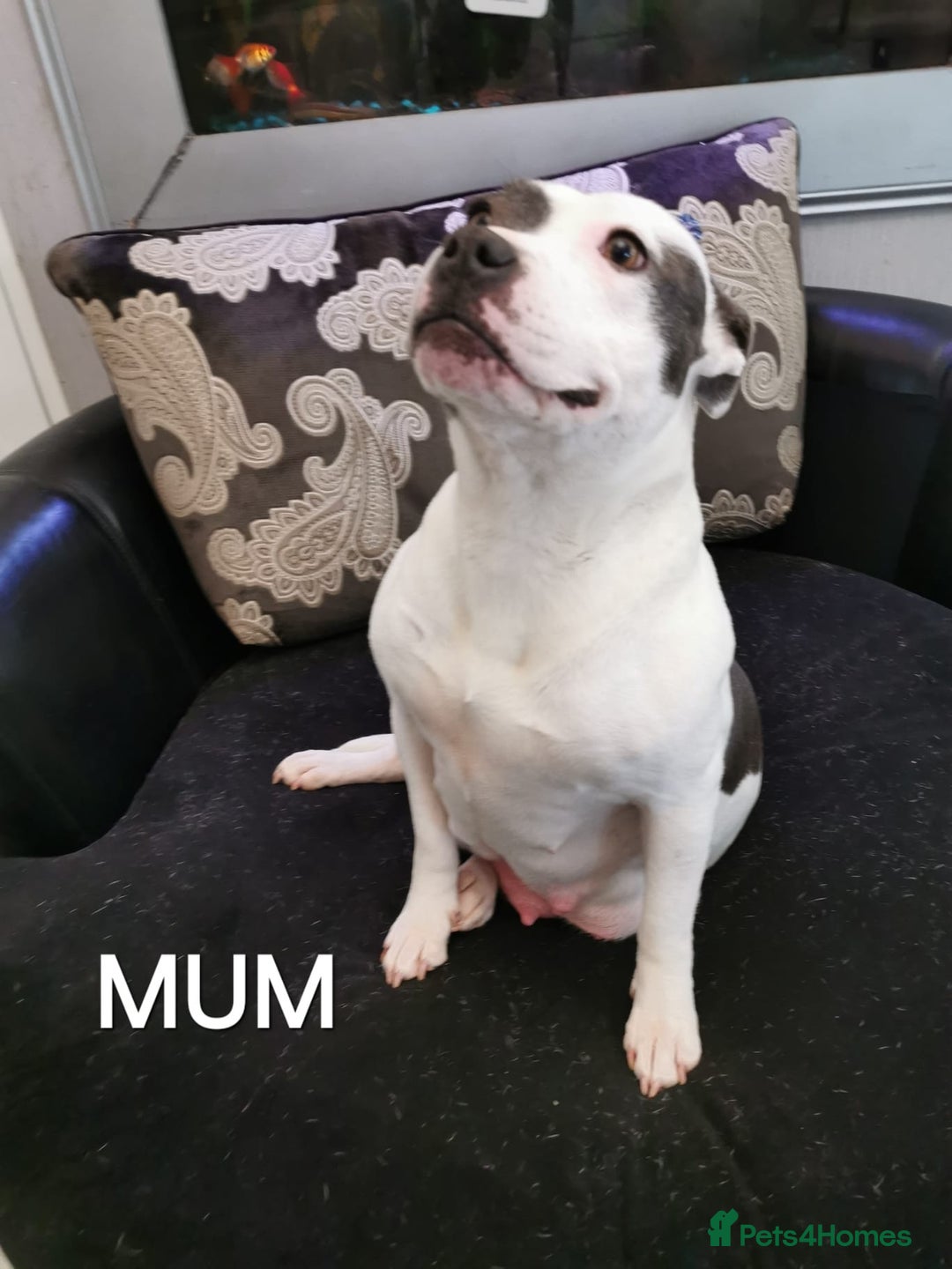 Staffordshire Bull Terrier dogs for sale: Beautiful Staffy's puppies - Advert 2