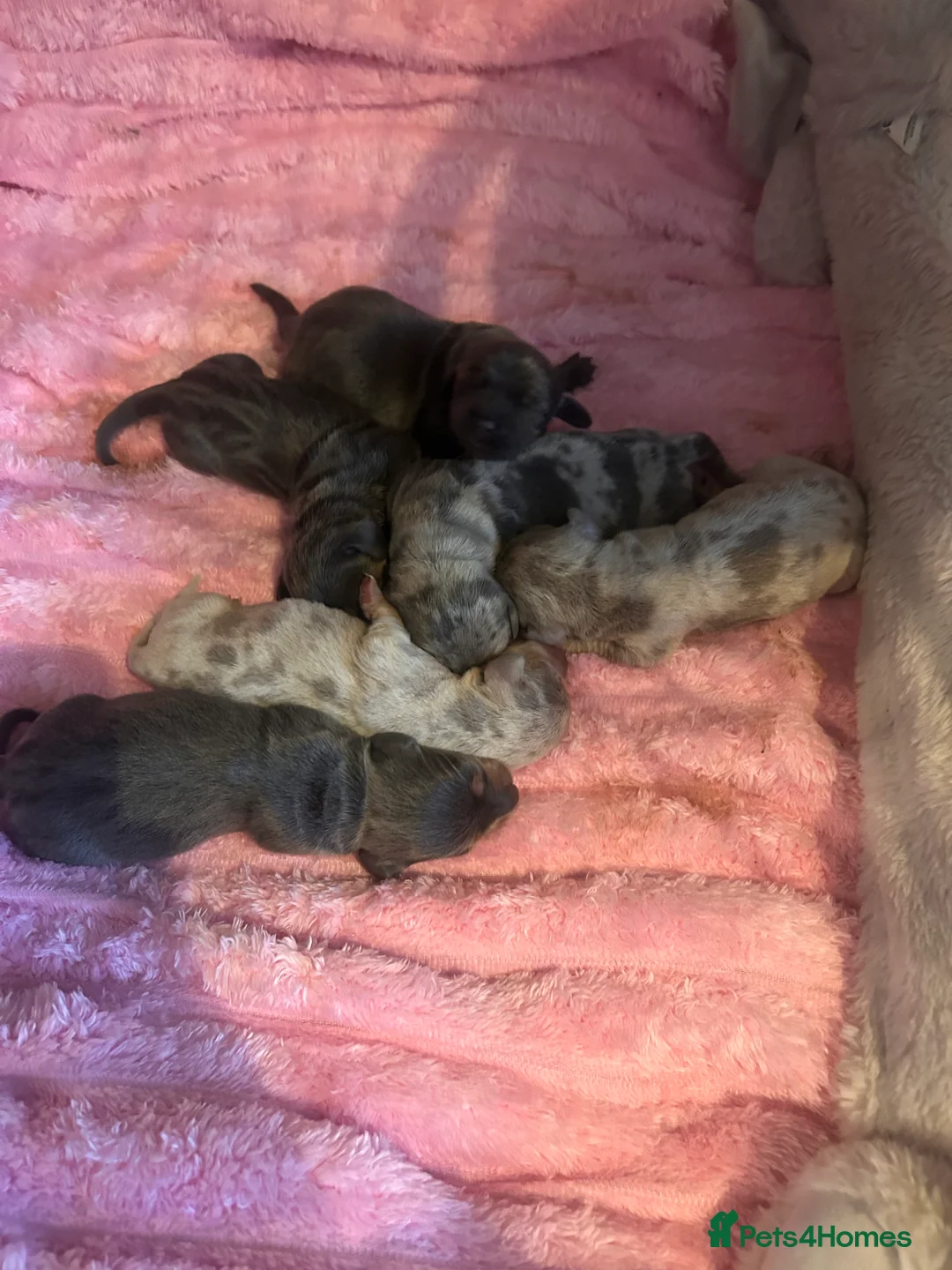 Miniature Dachshund dogs for sale: Stunning Dapple miniature dachshunds  - Advert 12