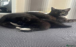 British Shorthair cats for sale: Negotiable British Shorthair  - Image 13