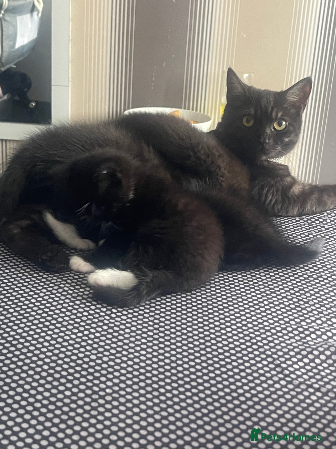 British Shorthair cats for sale: Negotiable British Shorthair  - Image 13