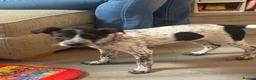 Mixed Breed dogs for sale: Jack Russell cross in Peterborough - Advert 3