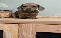 Miniature Dachshund dogs for sale: KC Registered true petite Miniature Dachshunds - Image 9