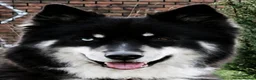 Siberian Husky dogs for sale: Yakutian Laika puppies  - Advert 13