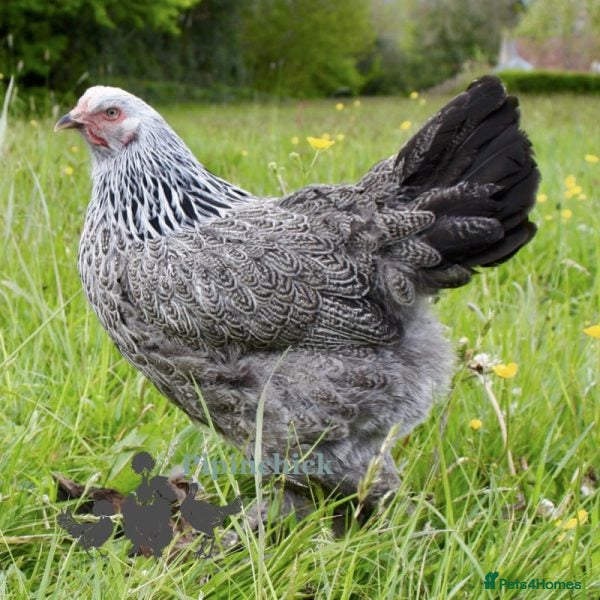 Hens poultry Mixed eggs available  - Advert 2