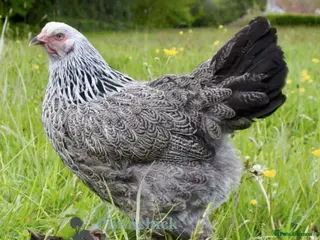 Hens poultry Mixed eggs available - Advert 1