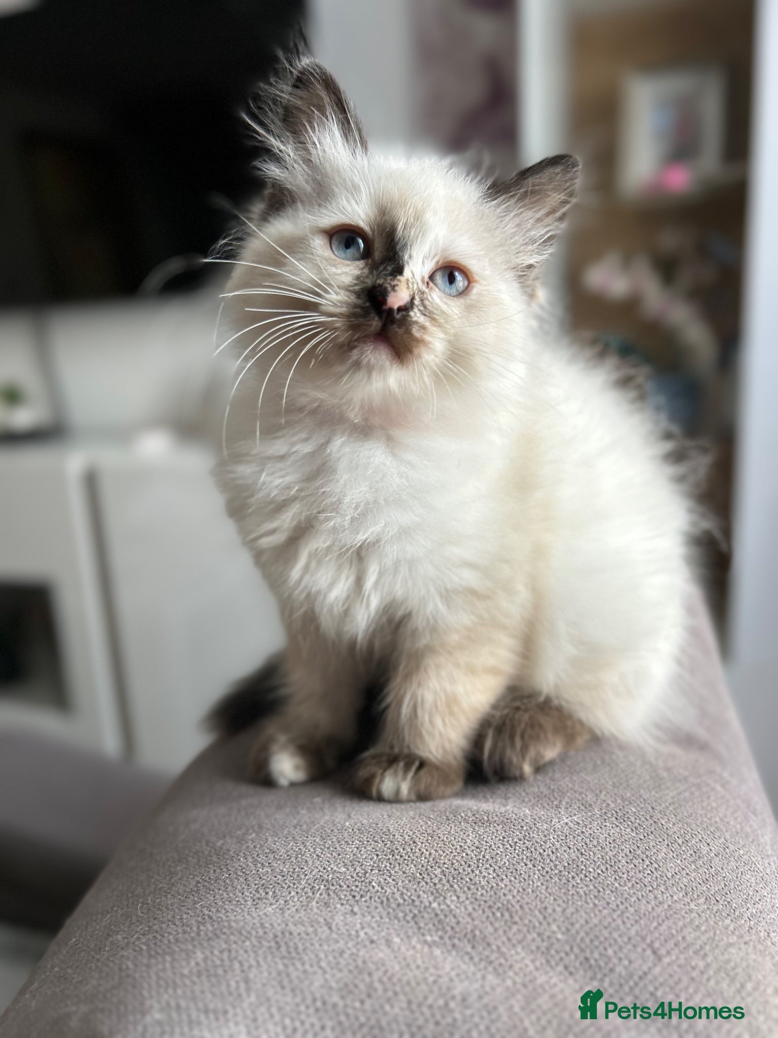 Ragdoll cats 😻4 Beautiful Purebred Ragdoll Kittens😻 - Advert 2