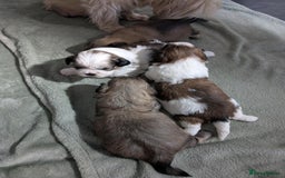 Shih Tzu dogs for sale: 4 beautiful shih tzu puppies 2 female 2 male - Image 9