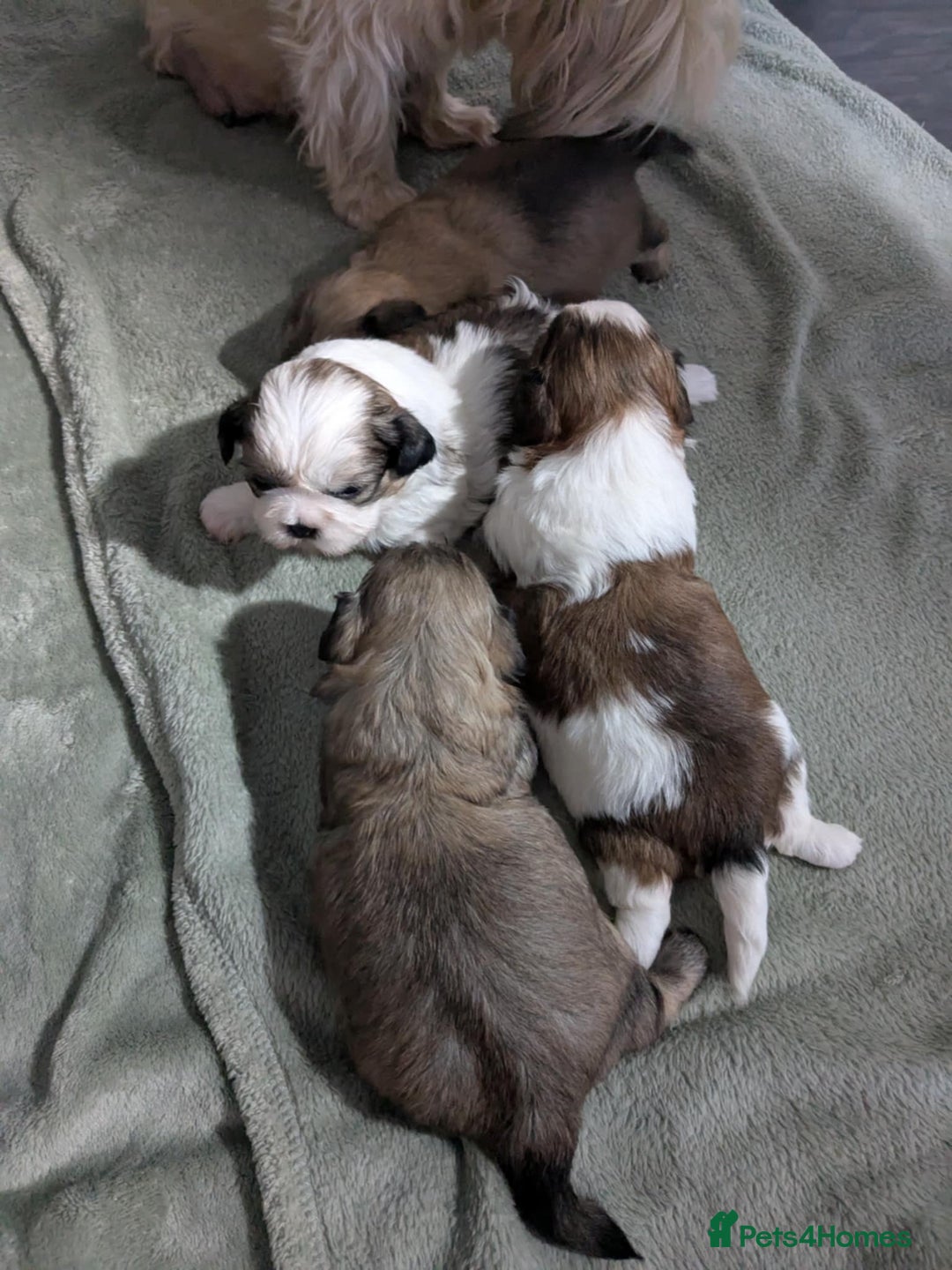 Shih Tzu dogs for sale: 4 beautiful shih tzu puppies 2 female 2 male - Image 9