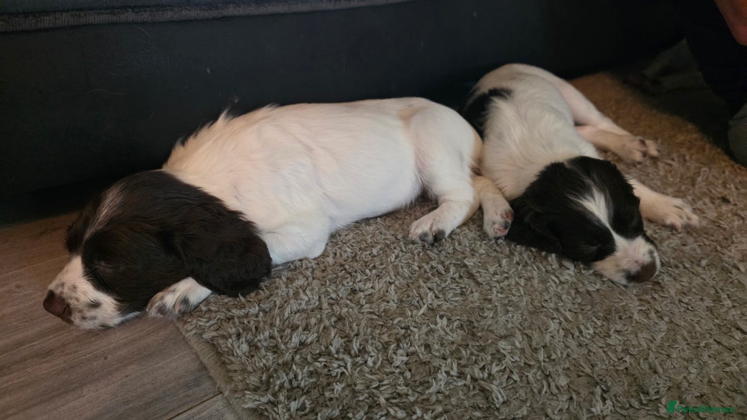 English Springer Spaniel dogs for sale: English Springer Spaniel Puppies - Image 11