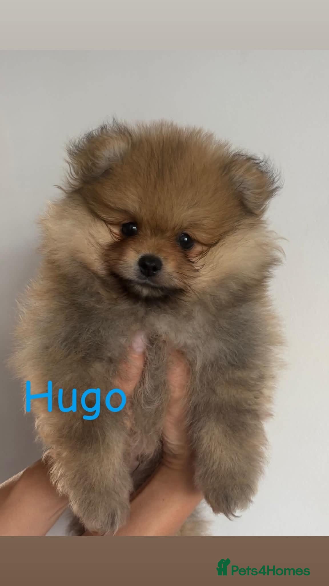 Pomeranian dogs Beautiful champion-line Pomeranian puppies 🩷🐶💙 - Advert 14