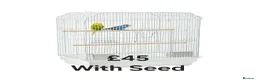 Cockatiels birds for sale: Young Cockatiels and semi tame cockatiels  - Advert 7