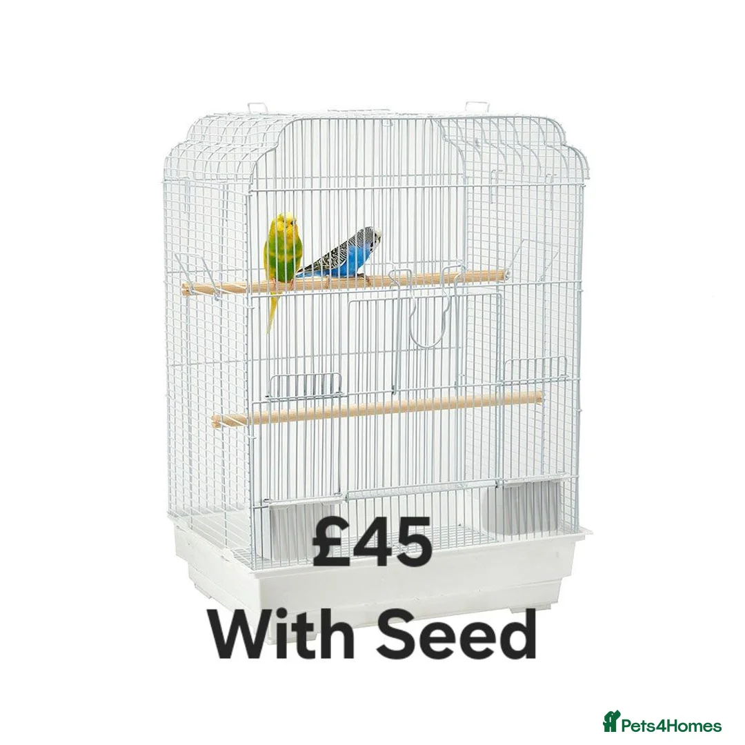 Cockatiels birds for sale: Young Cockatiels and semi tame cockatiels  - Advert 7