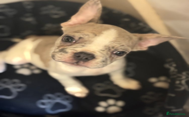 French Bulldog dogs - Advert 1