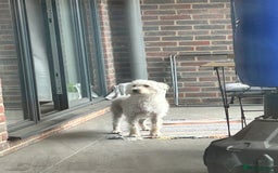 Cockapoo dogs for sale: Poodle mixed dog - Image 19