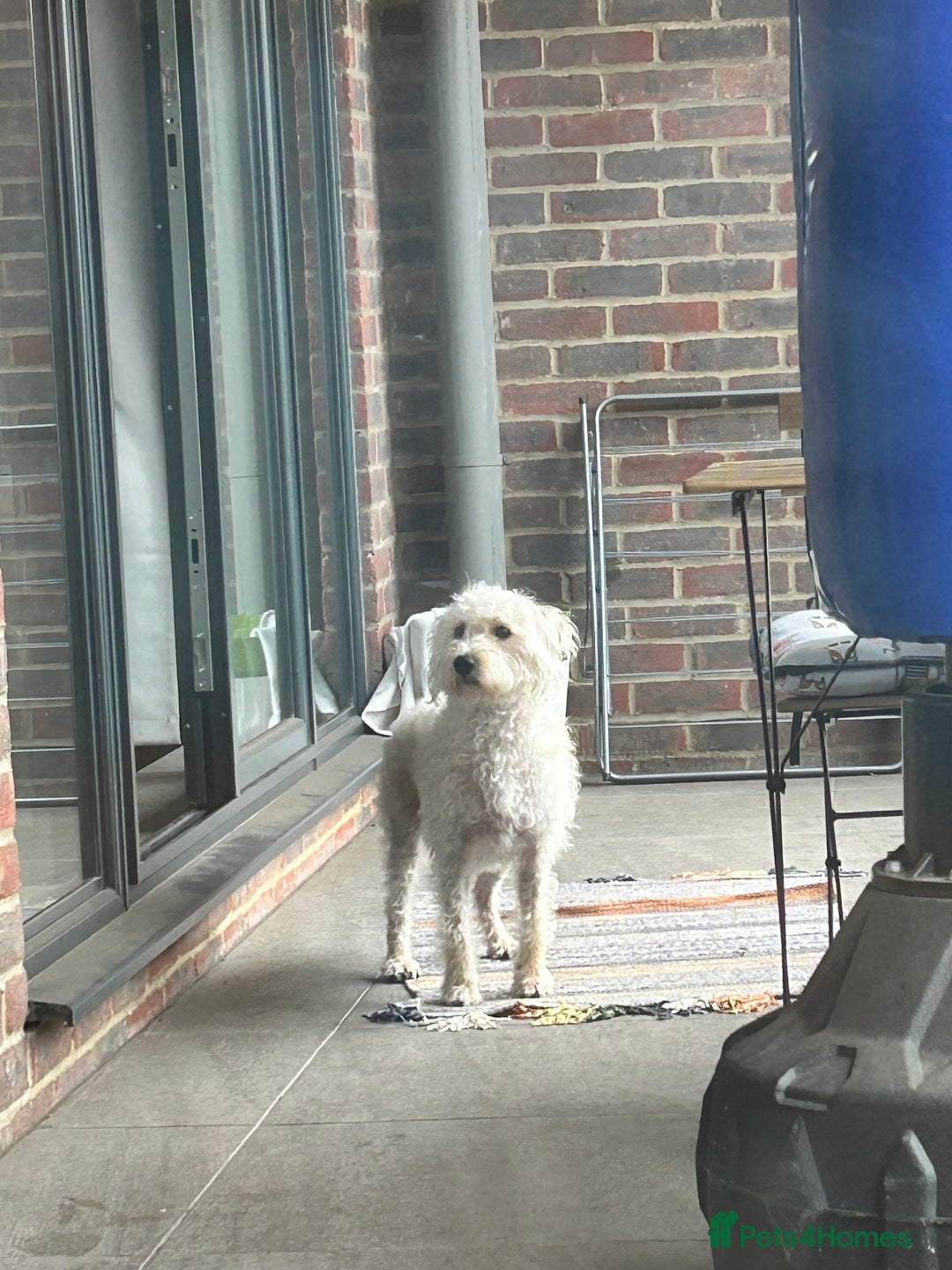 Cockapoo dogs for sale: Poodle mixed dog - Image 19