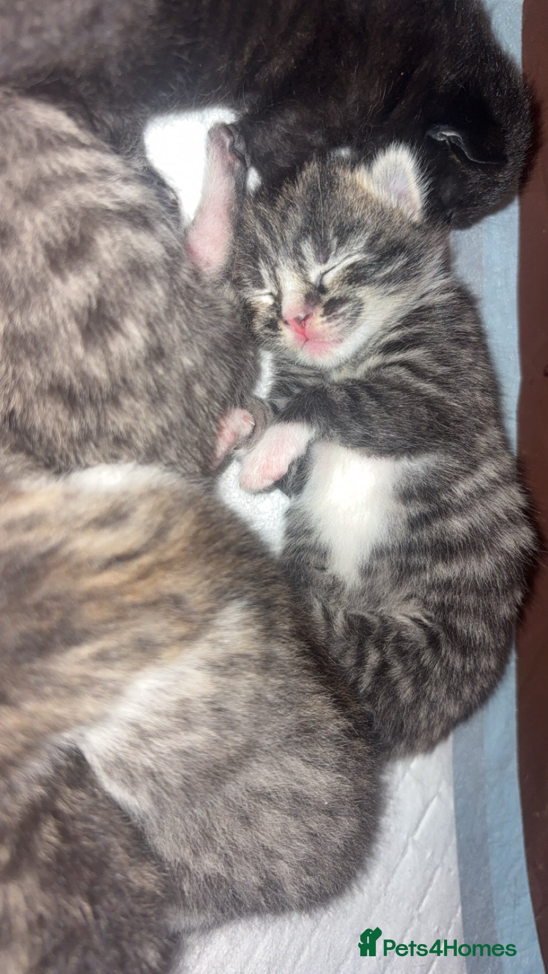 Mixed Breed cats for sale: Kittens for sale  - Image 4