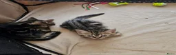 Mixed Breed cats for sale: Stunning Bombay Cross Kittens – Trained & Playful - Advert 17
