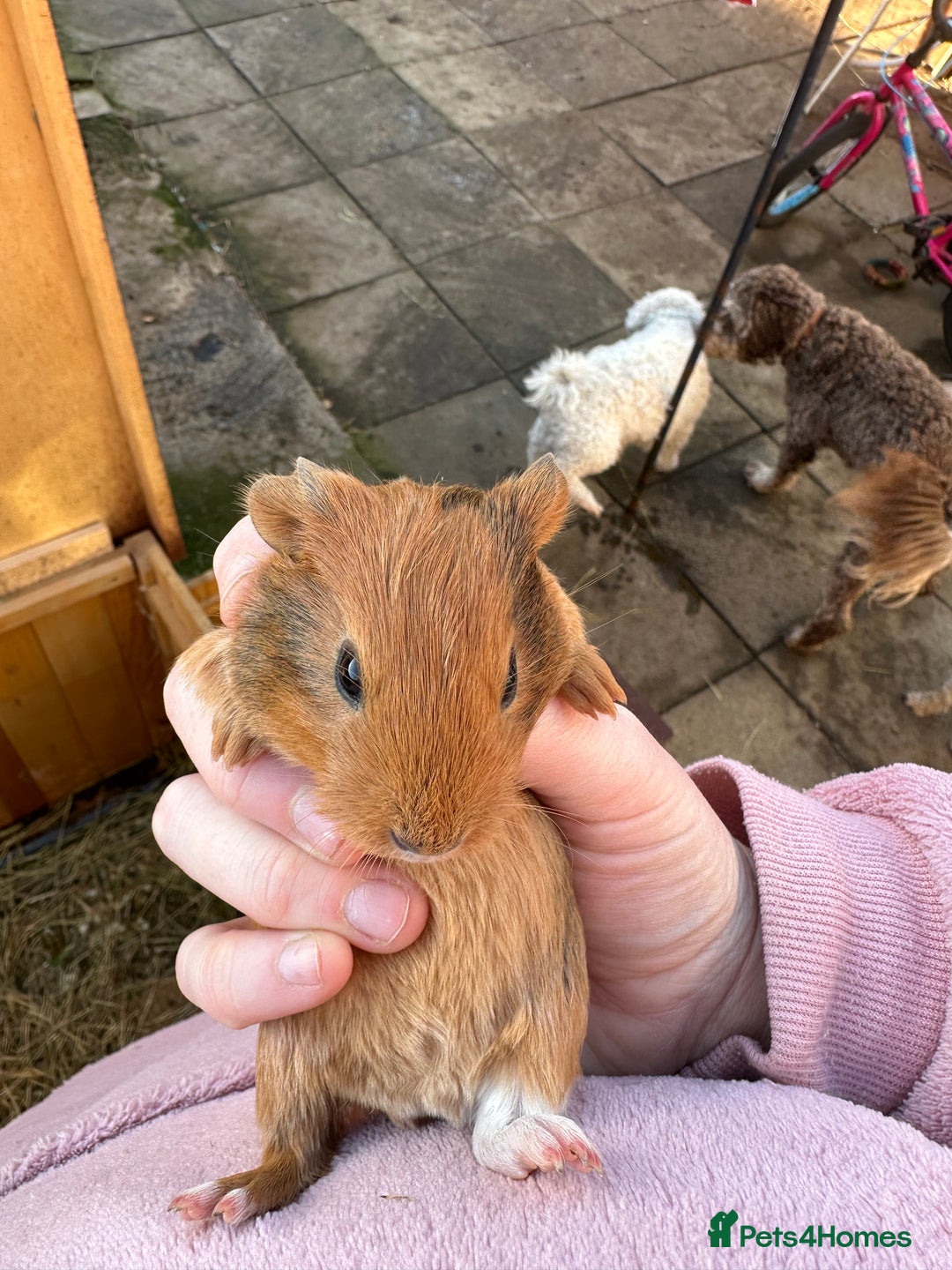 Guinea Pig rodents for sale: Male baby guinea pigs - Advert 5