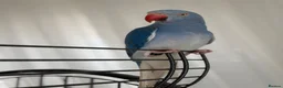 Ringnecks birds for sale: Blue Indian Ringneck For Sale - Advert 13
