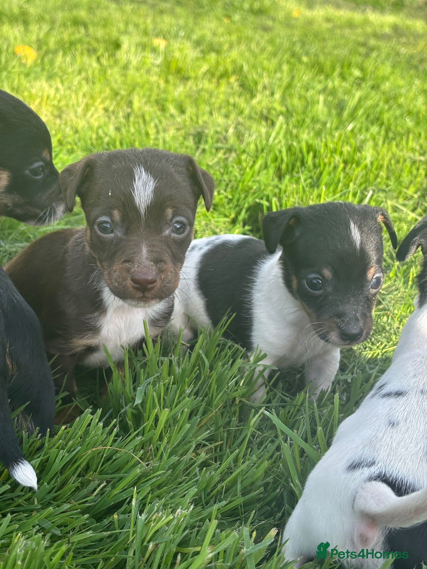Jack Russell dogs jack Russel puppies for sale  - Advert 1