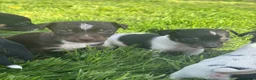 Jack Russell dogs for sale: jack Russel puppies for sale  - Advert 4