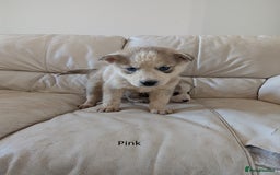 Siberian Husky dogs for sale: 5 Syberrian Husky puppies - Image 22