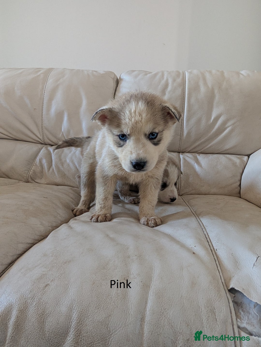 Siberian Husky dogs for sale: 5 Syberrian Husky puppies - Image 22