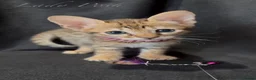 Savannah cats for sale: Exceptional Quality Tica Regist. Savannah kittens - Advert 23