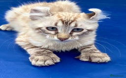 Savannah cats for sale: Breath taking rare girl - Image 10