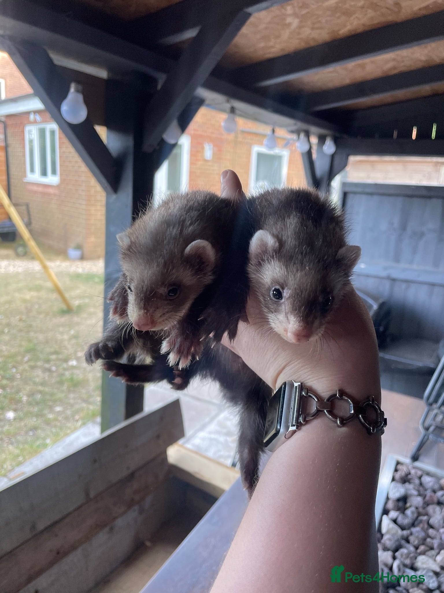 Ferret rodents 2 polecat hobs  - Advert 3