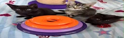 Mixed Breed cats for sale: 5 Beautiful kittens for sale - Advert 22