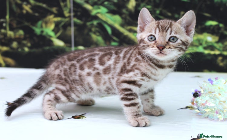 Bengal cats - Advert 15