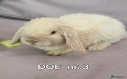 Mini Lop rabbits for sale: CUTE MINI-LOPS - Image 6