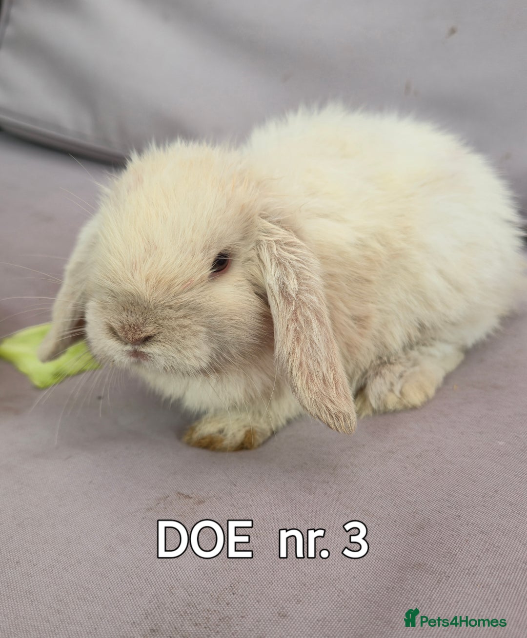 Mini Lop rabbits for sale: CUTE MINI-LOPS - Image 6