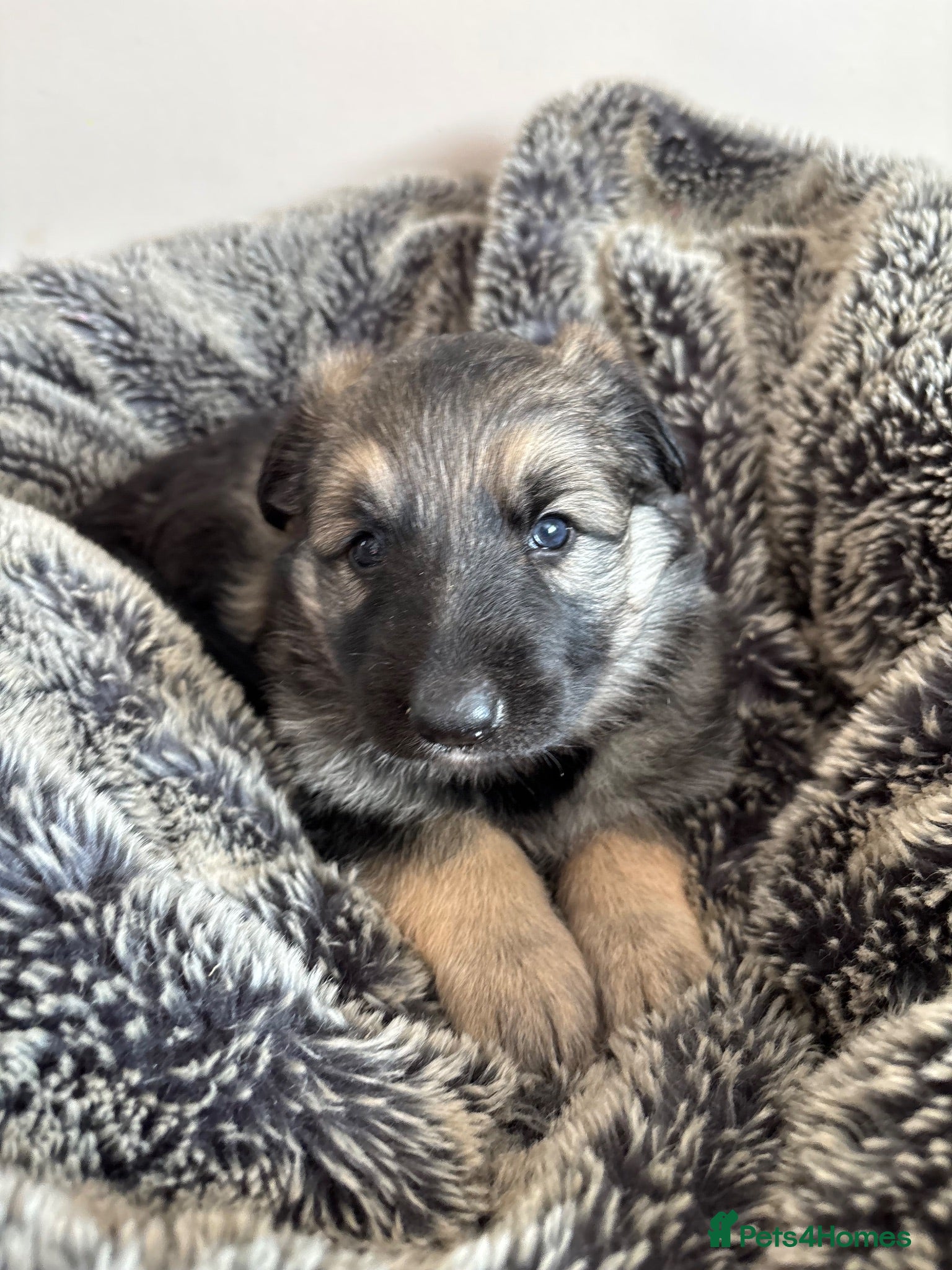 German Shepherd dogs German shepherd puppies  - Advert 3