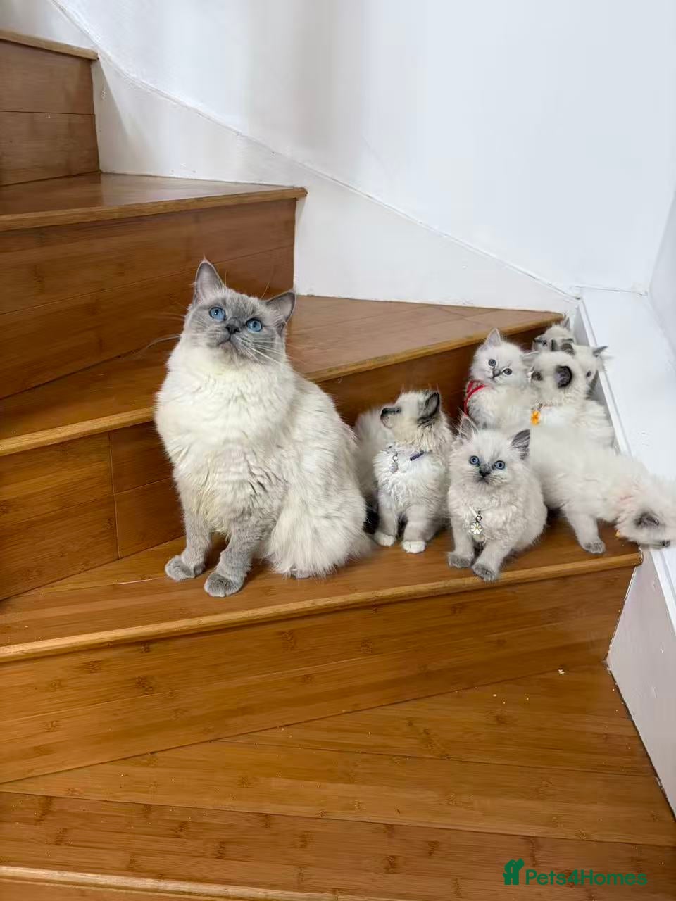 Ragdoll cats Ragdoll cat - Advert 1