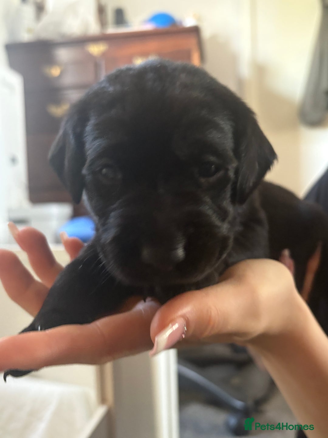 Labrador Retriever dogs for sale: Labrador  - Image 6
