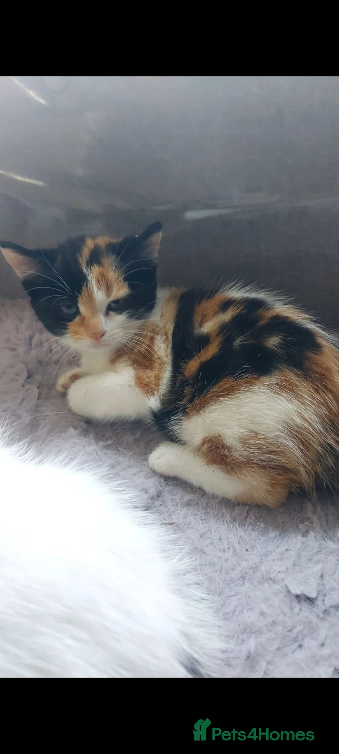 British Longhair cats for sale: Kittens for sale - Advert 2