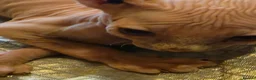 Sphynx cats for sale: Sphynx kittens 2 girls 1 boy - Advert 7