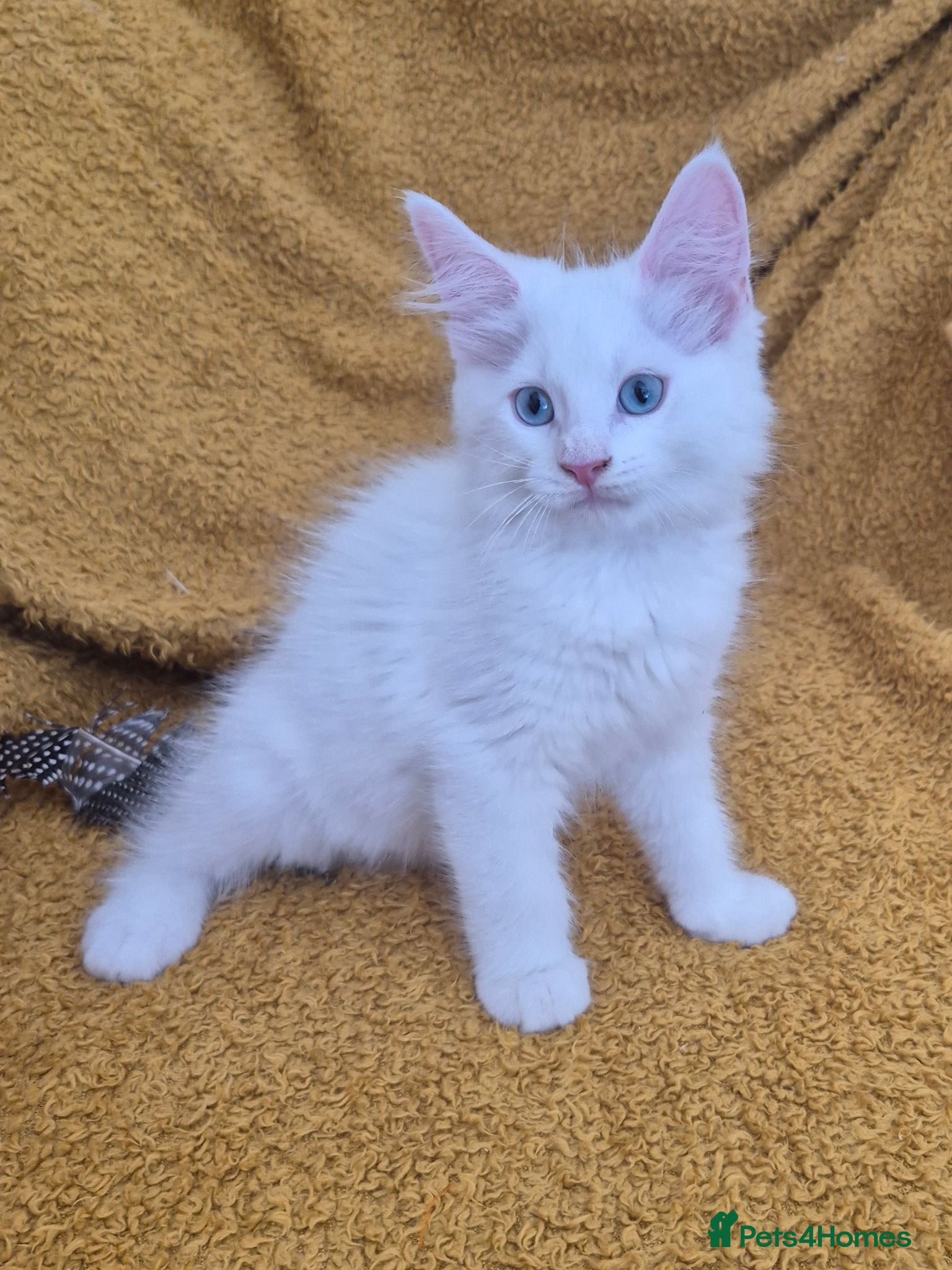Maine Coon cats Tabby, pure white blue eyed - Advert 2