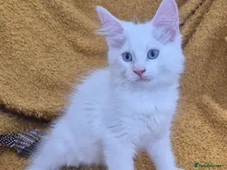 Maine Coon cats Tabby, pure white blue eyed - Advert 2