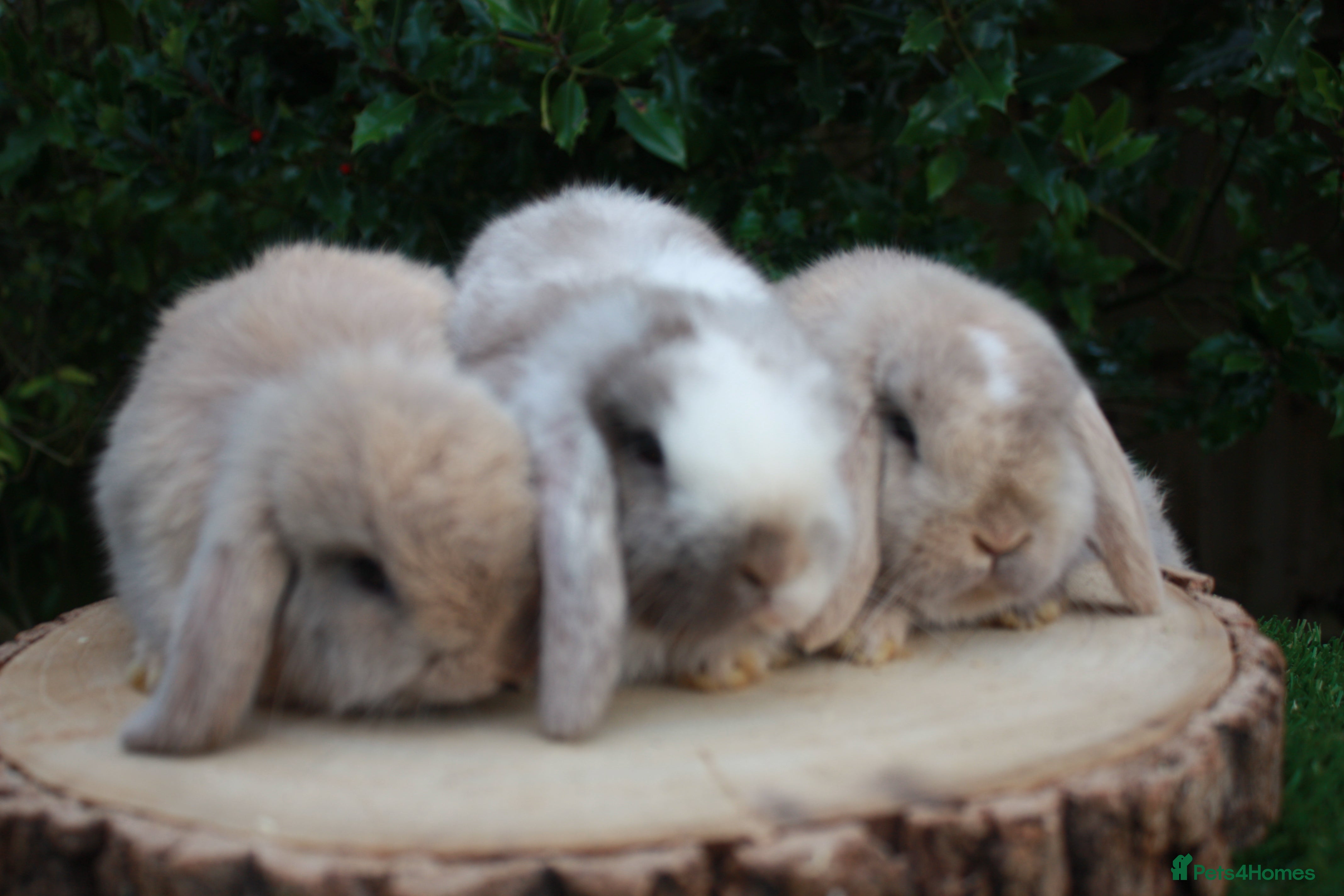Mini Lop rabbits Mini lop baby rabbits ready to leave  - Advert 21