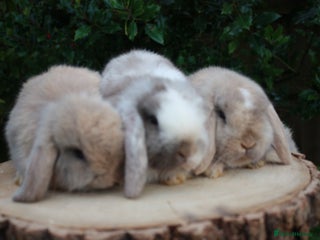 Mini Lop rabbits Mini lop baby rabbits ready to leave - Advert 21