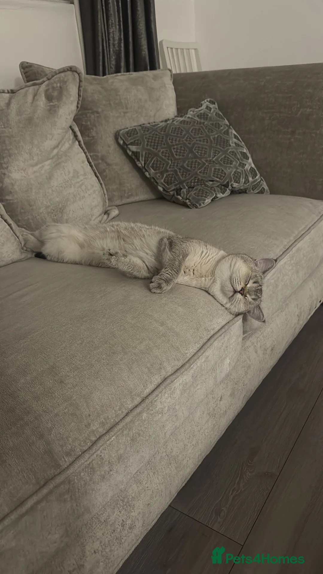 Mixed Breed cats for sale: Scottish Fold/ British Shorthair in Barnet - Advert 3