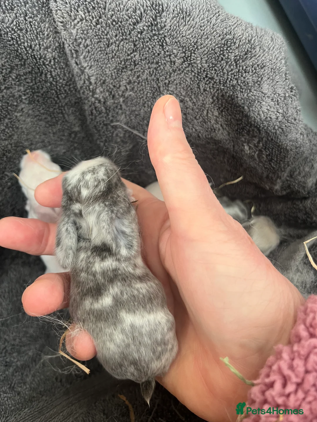 Mini Lop rabbits for sale: Gorgeous Mini Lops - Advert 16