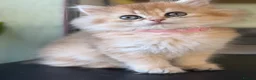 British Longhair cats for sale: British Longhair golden kittens TICA - Advert 12