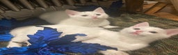 Turkish Van cats for sale: Gorgeous Turkish Van Kittens - Advert 19