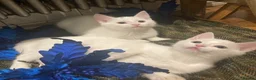 Turkish Van cats for sale: Gorgeous Turkish Van Kittens - Advert 1